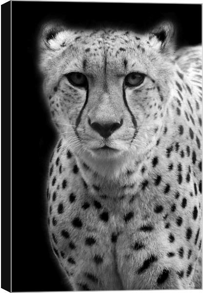 Cheetah Canvas Print by Selena Chambers