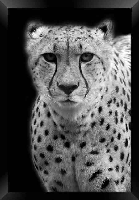Cheetah Framed Print by Selena Chambers