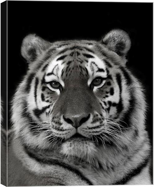 Siberian Tiger Canvas Print by Selena Chambers