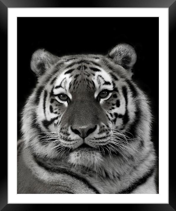 Siberian Tiger Framed Mounted Print by Selena Chambers