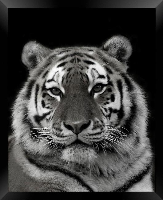Siberian Tiger Framed Print by Selena Chambers