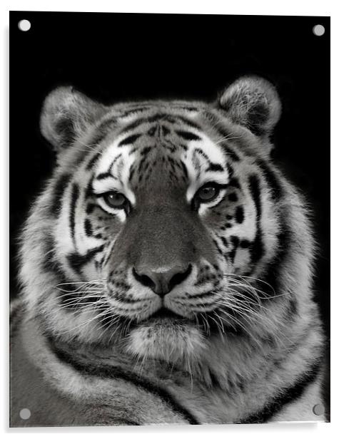 Siberian Tiger Acrylic by Selena Chambers