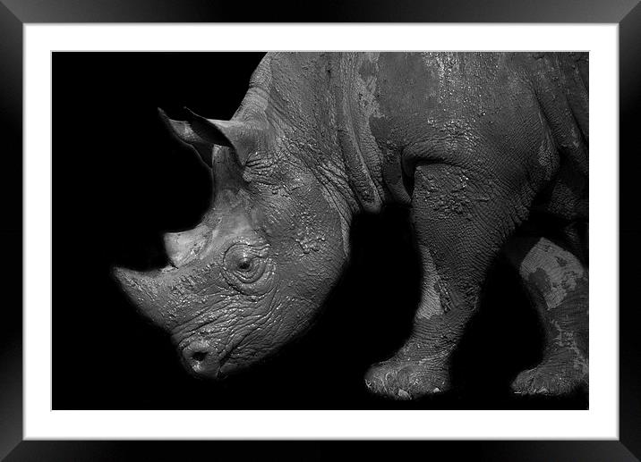 Black Rhino Framed Mounted Print by Selena Chambers