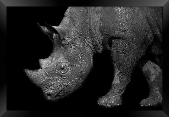 Black Rhino Framed Print by Selena Chambers