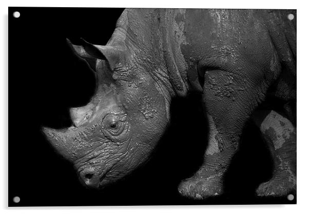 Black Rhino Acrylic by Selena Chambers