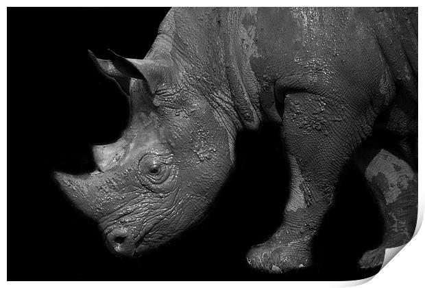 Black Rhino Print by Selena Chambers