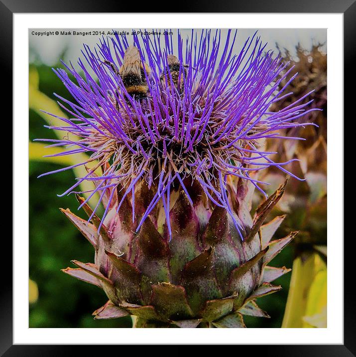 Bees on a thistle Framed Mounted Print by Mark Bangert