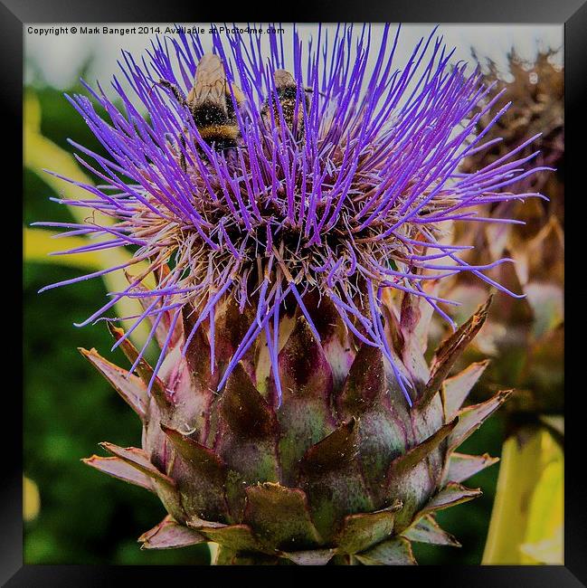 Bees on a thistle Framed Print by Mark Bangert