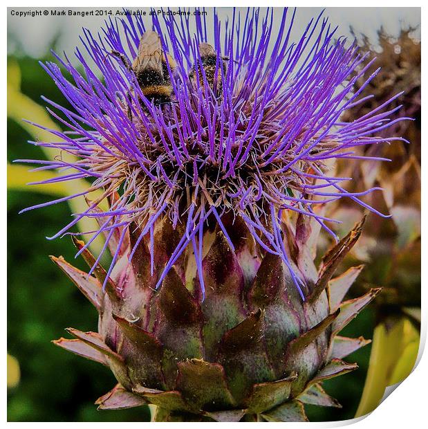 Bees on a thistle Print by Mark Bangert