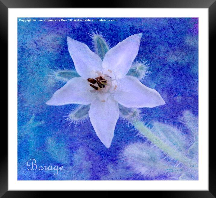 Common Borage Framed Mounted Print by Fine art by Rina