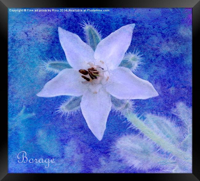 Common Borage Framed Print by Fine art by Rina