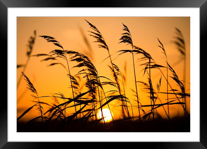 Broads Sunrise Framed Mounted Print by Gail Sparks