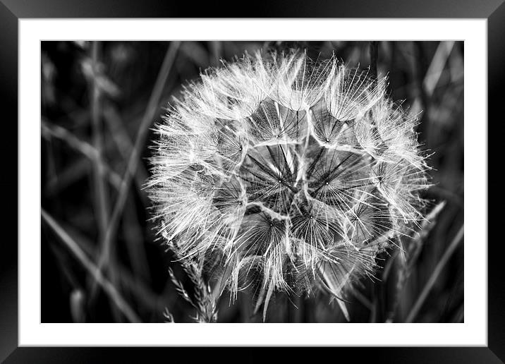 Black & White Dandelion seed head Framed Mounted Print by Hugh McKean