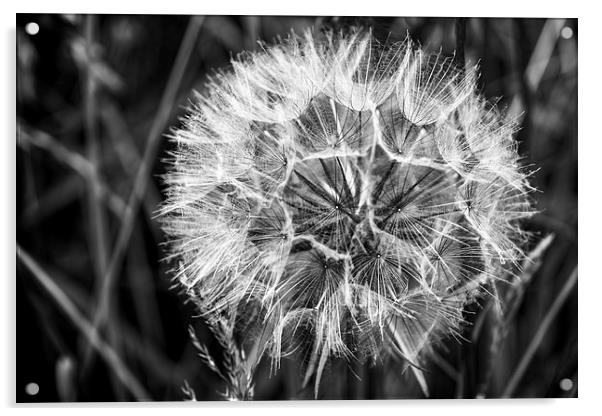 Black & White Dandelion seed head Acrylic by Hugh McKean