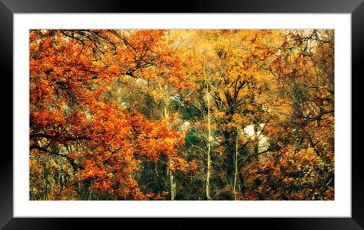 autumn woods Framed Mounted Print by Heather Newton