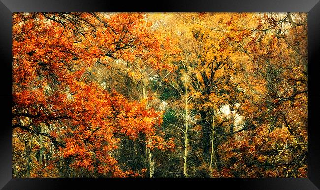 autumn woods Framed Print by Heather Newton