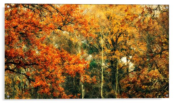 autumn woods Acrylic by Heather Newton