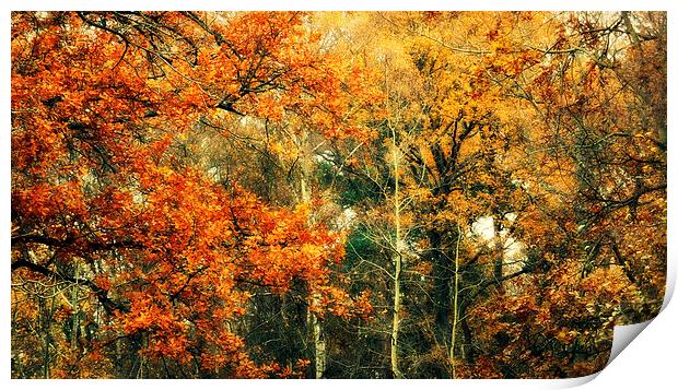 autumn woods Print by Heather Newton