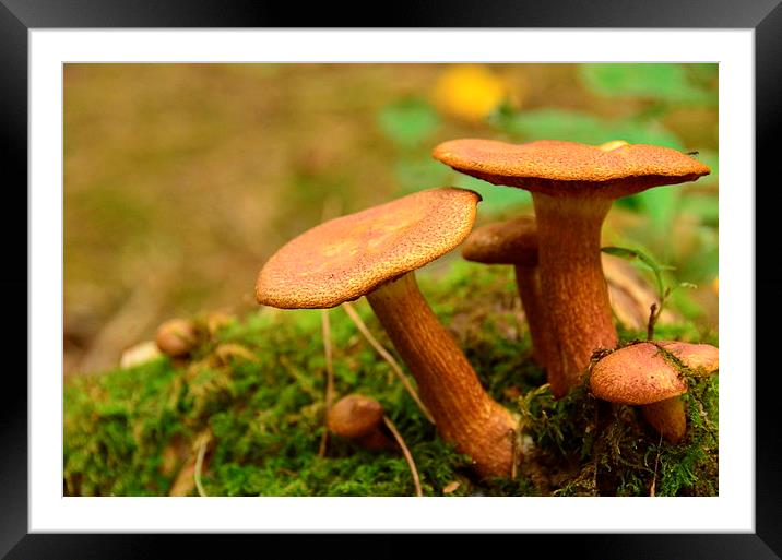 Toadstool Family Framed Mounted Print by Pete White