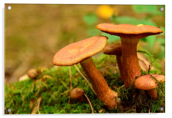 Toadstool Family Acrylic by Pete White