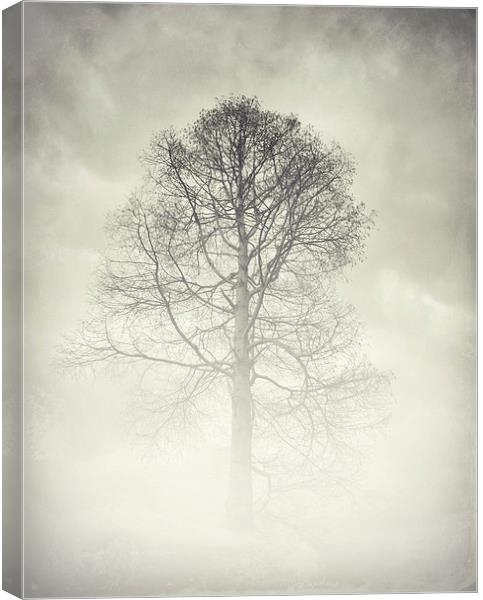 the winter tree Canvas Print by Heather Newton