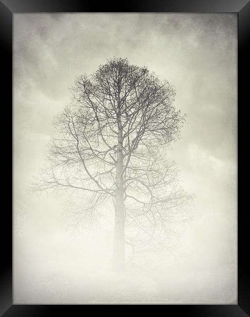 the winter tree Framed Print by Heather Newton