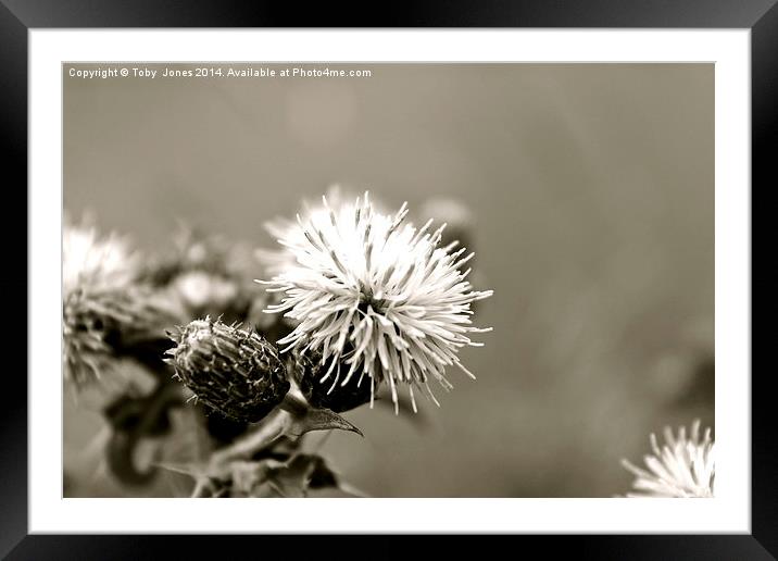 Black and White Thistle Framed Mounted Print by Toby  Jones