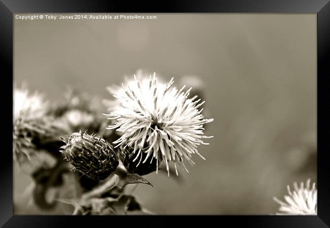 Black and White Thistle Framed Print by Toby  Jones