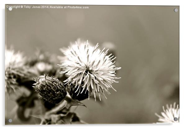 Black and White Thistle Acrylic by Toby  Jones