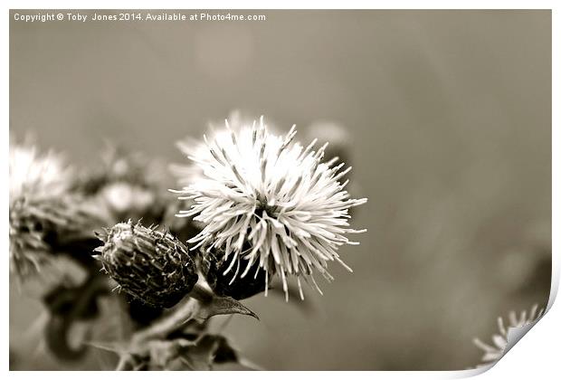 Black and White Thistle Print by Toby  Jones