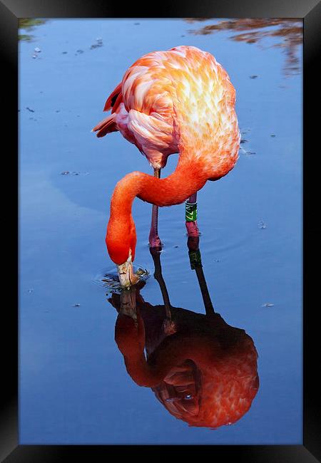 Flamingo reflection Framed Print by Ian Duffield