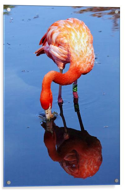 Flamingo reflection Acrylic by Ian Duffield