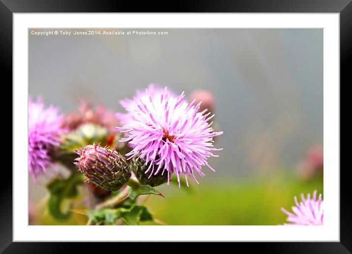 Thistle in Flower, Colour Framed Mounted Print by Toby  Jones