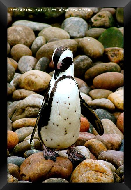 Humboldt Penguin Framed Print by Toby  Jones