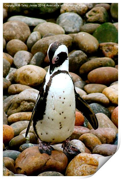 Humboldt Penguin Print by Toby  Jones