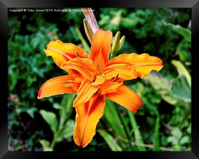 Orange Iris Flower Framed Print by Toby  Jones