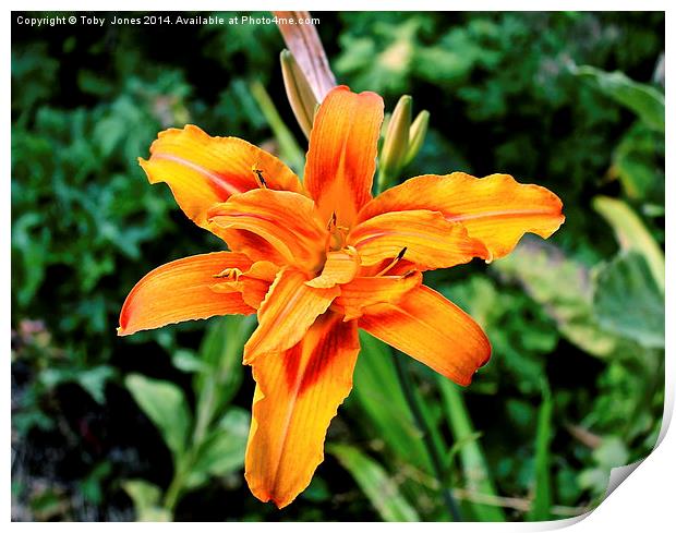 Orange Iris Flower Print by Toby  Jones