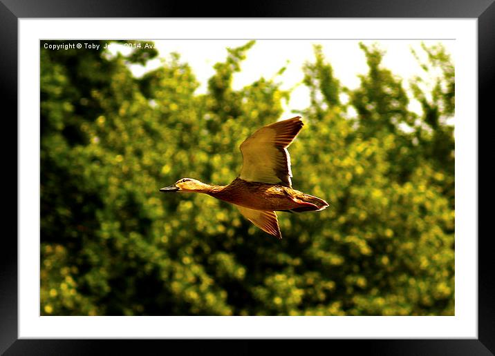 Female Mallard Duck Flying Framed Mounted Print by Toby  Jones