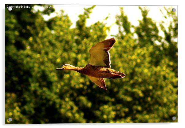 Female Mallard Duck Flying Acrylic by Toby  Jones