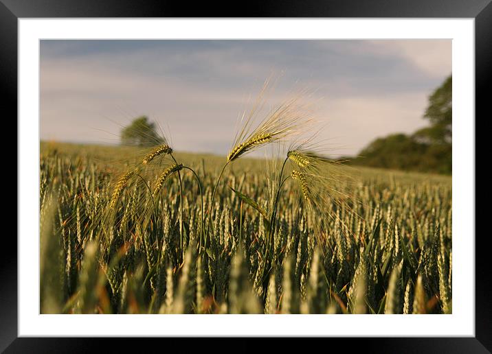 out standing in a field Framed Mounted Print by frank martyn