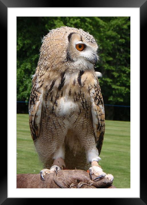 Eagle owl Framed Mounted Print by Ruth Hallam