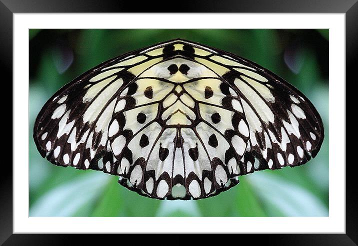 Butterfly wing Framed Mounted Print by Ruth Hallam