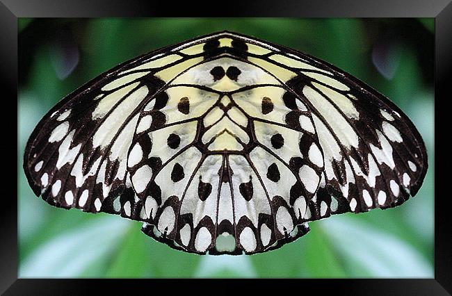 Butterfly wing Framed Print by Ruth Hallam