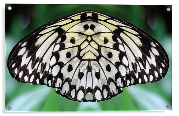Butterfly wing Acrylic by Ruth Hallam