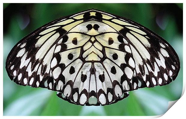 Butterfly wing Print by Ruth Hallam