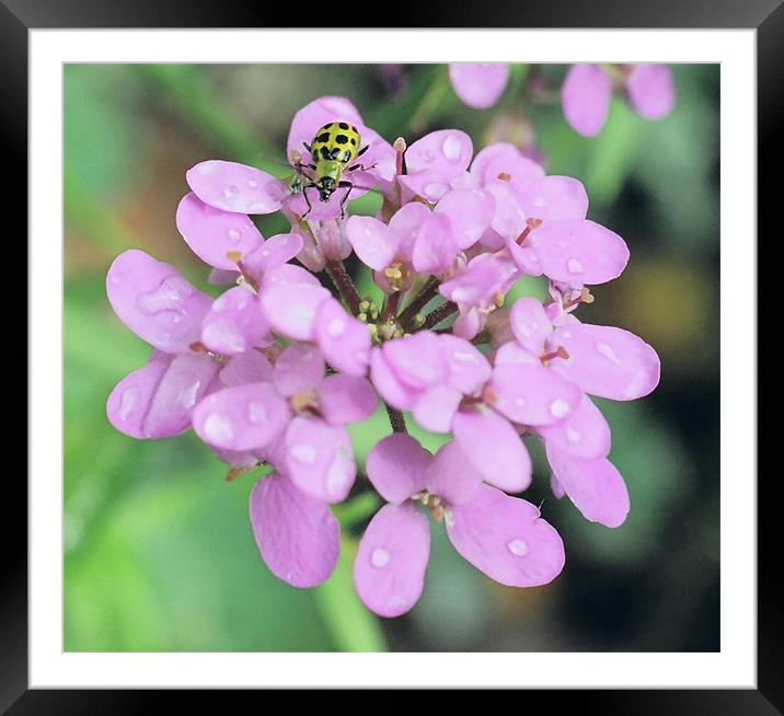 Little Bug on a 1 inch flower Framed Mounted Print by Donna-Marie Parsons