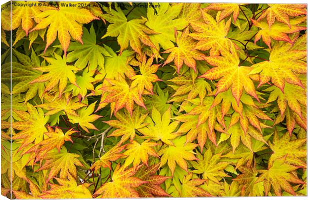Acer Tree Coloured Leaves Canvas Print by Audrey Walker