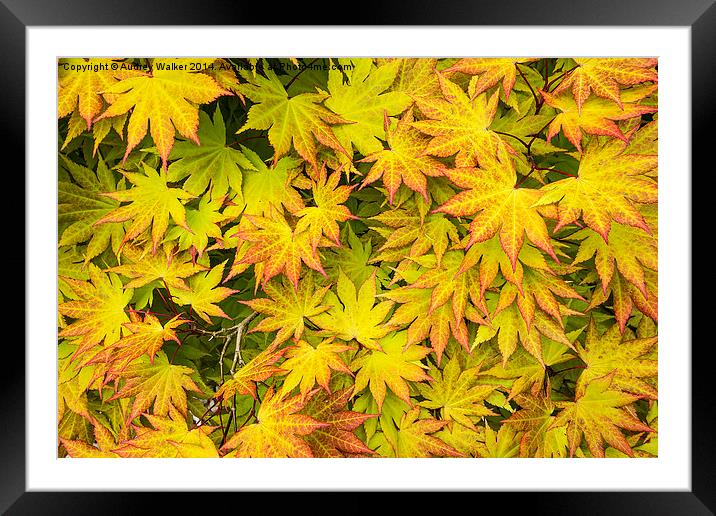 Acer Tree Coloured Leaves Framed Mounted Print by Audrey Walker