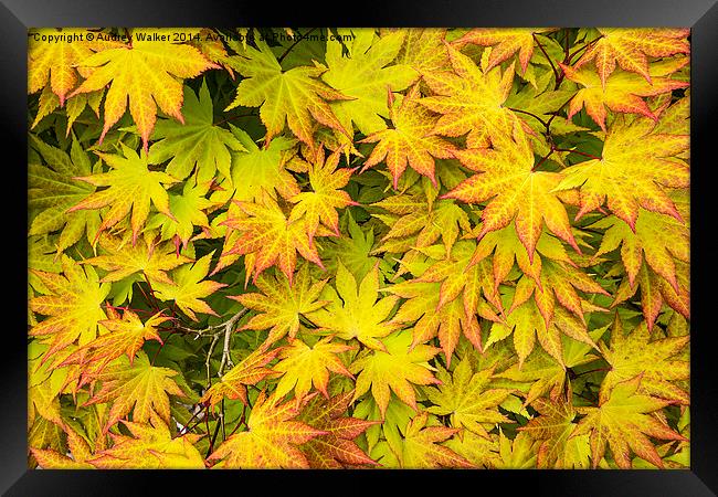 Acer Tree Coloured Leaves Framed Print by Audrey Walker