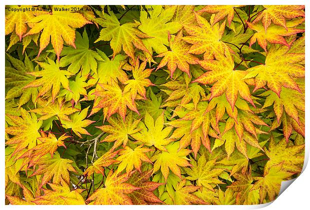 Acer Tree Coloured Leaves Print by Audrey Walker